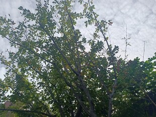 户外繁茂绿树景象