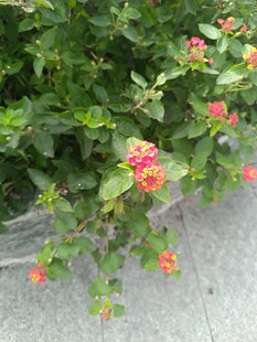 绿叶间绽放的多彩小花