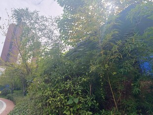 城市中的葱郁绿植景观