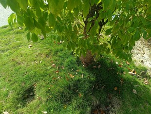 绿叶繁茂的草地树木