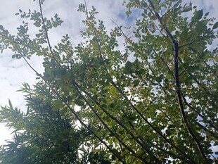 阳光透过枝叶的清新景象