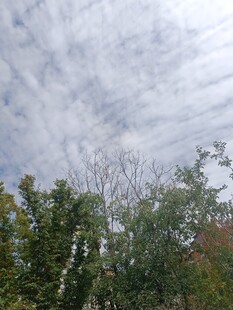 天空下的树木与云层