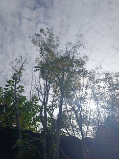 阳光下的树木与天空