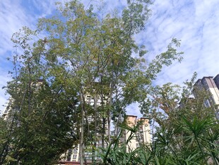 蓝天绿树间的繁茂景致