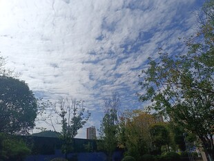 蓝天白云下的绿树景致