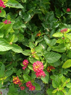 绿叶丛中的艳丽红花朵