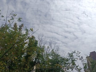 天空中絮状云朵与绿植