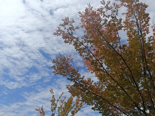 秋日树梢与蓝天白云