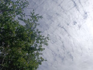 绿树映衬下的天空云彩