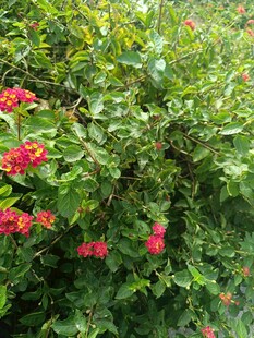 绿叶间绽放的娇艳红花