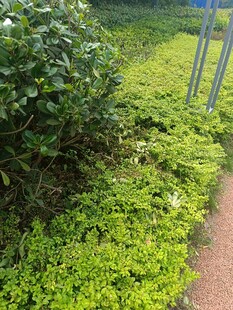 小径旁的翠绿繁茂植被