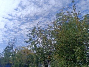 蓝天白云下的葱郁树木