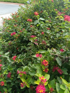 鲜艳花丛绽放美丽色彩