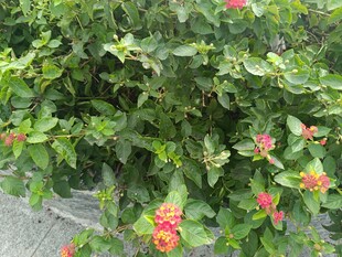 绿叶丛中绽放的鲜艳花朵