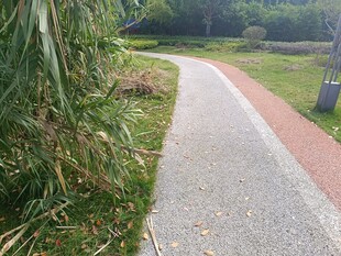 蜿蜒小径旁的葱郁草木