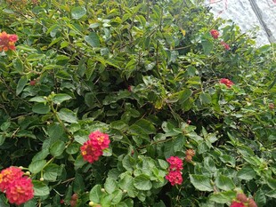 绿叶间的簇簇红花朵