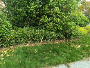 绿意盎然的户外植物景观