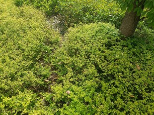 绿意盎然的灌木丛景观