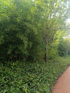 林间小径绿意盎然