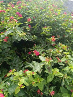 绿叶间绽放的娇艳红花