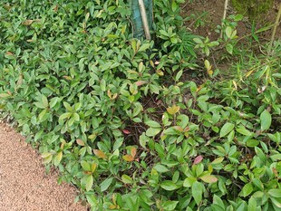 绿叶繁茂的植物景观