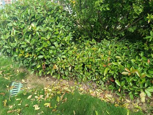 绿叶繁茂的植物景观