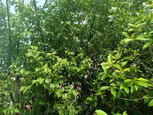 茂密绿意盎然的树林景观