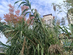 户外繁茂的高大绿植景观