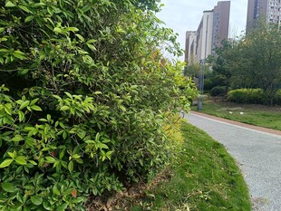 城市小径旁的葱郁绿植