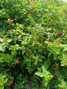 绿叶间的红色小花