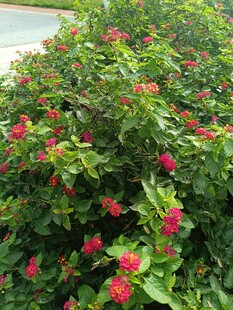 绿叶间绽放的鲜艳红花