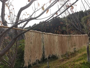 户外晾晒的粉条