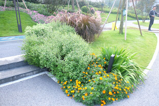 路边多彩花卉绿植景观