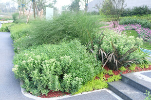 城市中的多彩植物景观