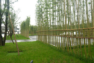 竹林旁的绿意小径