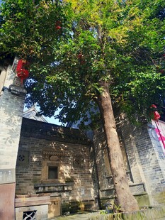 古树下的中式传统建筑