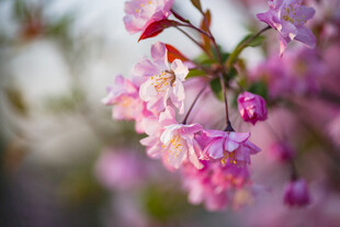 娇艳绽放的烂漫粉色樱花