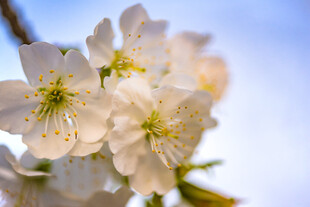 枝头绽放的洁白樱花