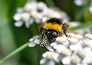 蜜蜂停留在白色花朵上