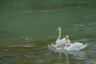 水中天鹅嬉戏图