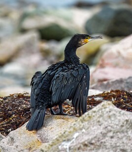 岩石上的黑色鸬鹚