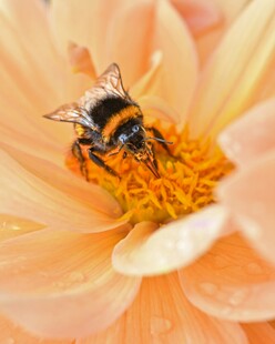 蜜蜂采蜜于柔美花朵间