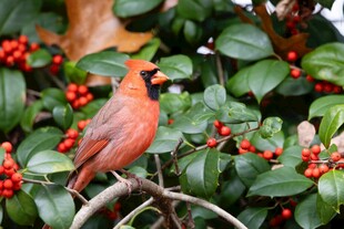红衣鸟栖于红果绿叶间