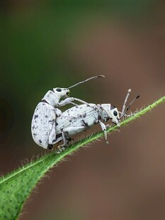 叶上的斑点小甲虫