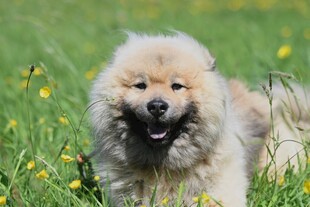 草地上的可爱松狮犬