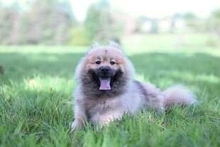 草地上的可爱蓬松小狗