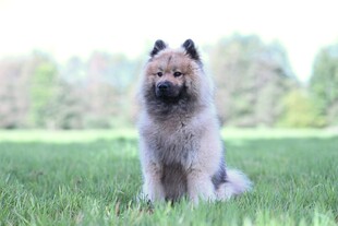 草地上的松狮犬