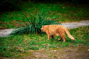 橘猫嗅闻草丛