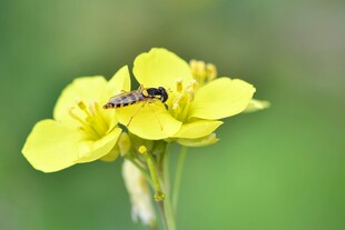 黄花朵上的小昆虫