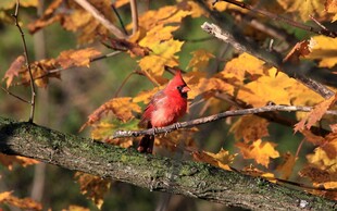 红叶间的艳丽红鸟